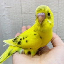 最新画像有ります‼️ピカっと輝くイエローです🤩✨表情豊かなセキセイさん💛