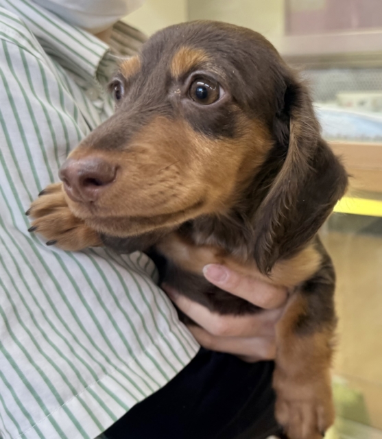 カニンヘンダックス