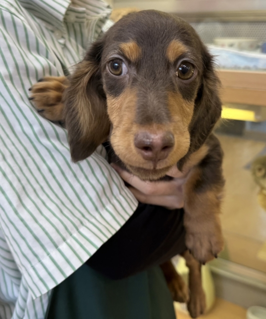 カニンヘンダックス