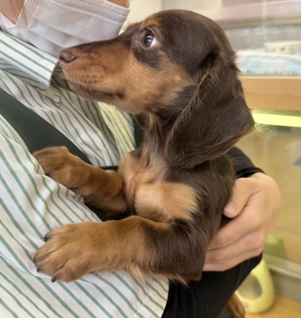 カニンヘンダックス