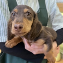 最新📷イケメンなカニンヘンダックスくん