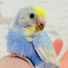 あざと可愛いポーズが上手🧚‍♀️💖セキセイインコ(パステルレインボー) ヒナ