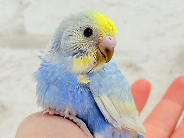 あざと可愛いポーズが上手🧚‍♀️💖セキセイインコ(パステルレインボー) ヒナ