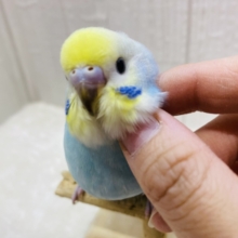 最新画像有ります❗️🫠꙳⟡とろ〜んと溶けちゃう優しいお顔🩵セキセイインコのパステルレインボー🌈
