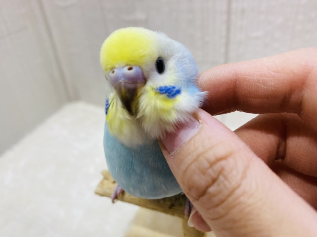 最新画像有ります❗️🫠꙳⟡とろ〜んと溶けちゃう優しいお顔🩵セキセイインコのパステルレインボー🌈
