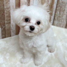 あまえんぼガール🤍マルチーズちゃん　2025年8月22日生まれ　女の子