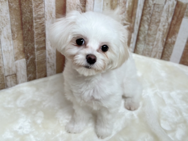 あまえんぼガール🤍マルチーズちゃん　2025年8月22日生まれ　女の子