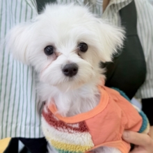 最新📷天真爛漫！マルチーズくん！