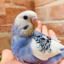 とってもきれいな青空カラー💙💙💙　セキセイインコ（パイド）