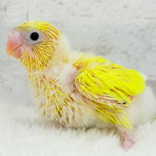 ひよこ界のアイドルちゃん🐣🫧セキセイインコ(黄色ハルクイン) ヒナ