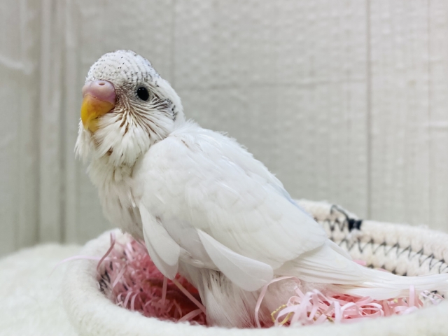 雪だるまのゆきちゃんです⛄️💙セキセイインコのパイドカラー✨