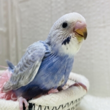 クールにキメちゃうよ✨✨セキセイインコのスパングル💜
