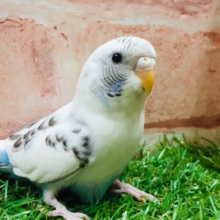 【☆最新画像更新☆】クッキークリームカラー⁉⁉⁉　セキセイインコ（白ハルクイン）