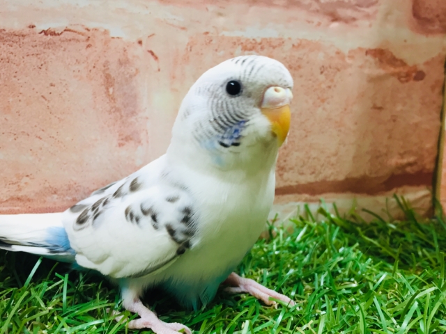 【☆最新画像更新☆】クッキークリームカラー⁉⁉⁉　セキセイインコ（白ハルクイン）