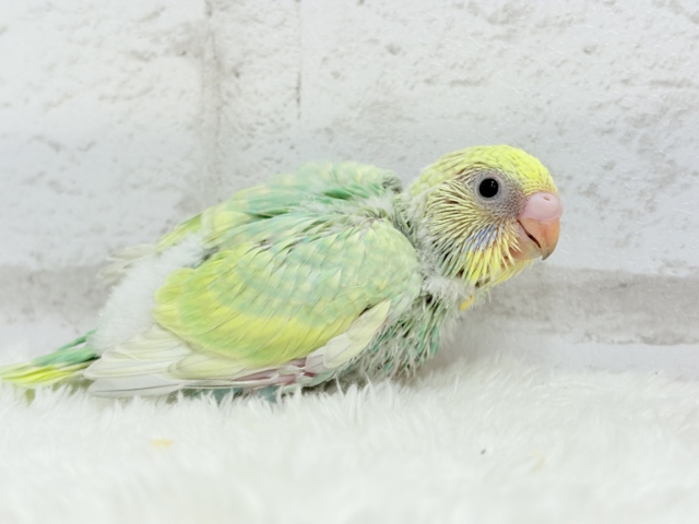 弾ける🫧ホッピングシャワー🐣🪅セキセイインコ(パステルカラーレインボー) ヒナ セキセイインコ