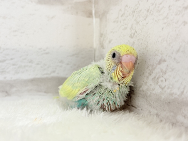 弾ける🫧ホッピングシャワー🐣🪅セキセイインコ(パステルカラーレインボー) ヒナ セキセイインコ