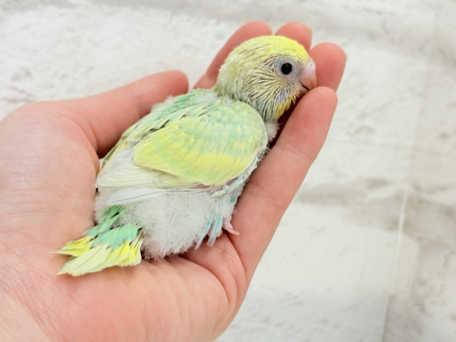 弾ける🫧ホッピングシャワー🐣🪅セキセイインコ(パステルカラーレインボー) ヒナ セキセイインコ