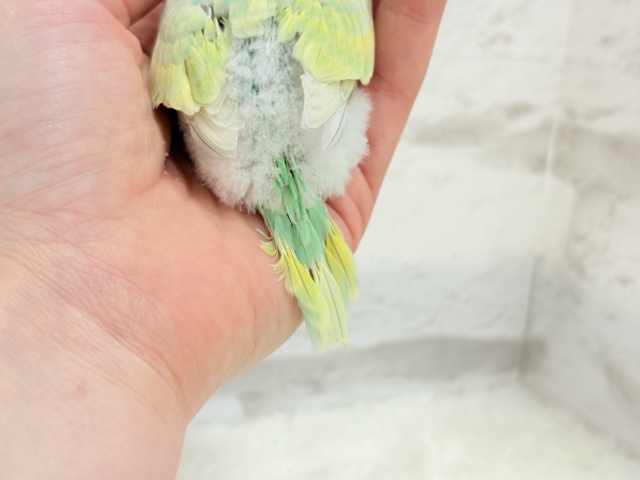 弾ける🫧ホッピングシャワー🐣🪅セキセイインコ(パステルカラーレインボー) ヒナ セキセイインコ