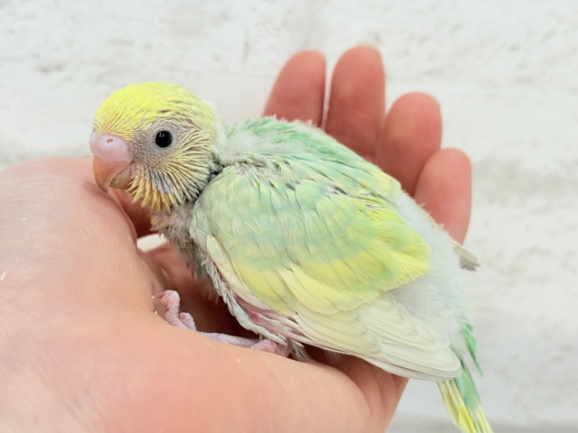 弾ける🫧ホッピングシャワー🐣🪅セキセイインコ(パステルカラーレインボー) ヒナ セキセイインコ