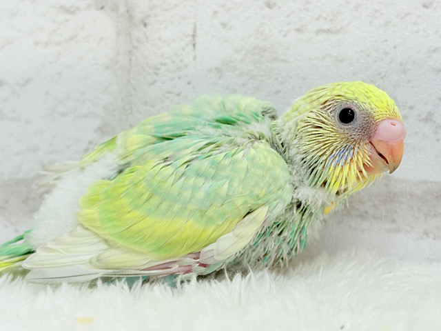 弾ける🫧ホッピングシャワー🐣🪅セキセイインコ(パステルカラーレインボー) ヒナ 弾ける🫧ホッピングシャワー🐣🪅セキセイインコ(パステルカラーレインボー) ヒナ