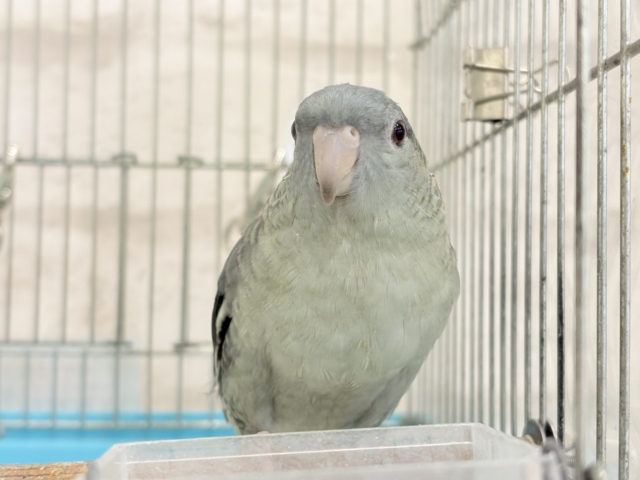 サザナミインコ