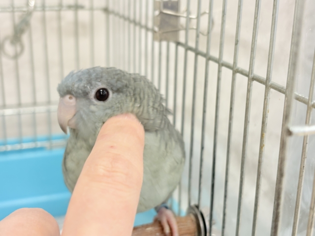 サザナミインコ