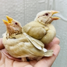 ミルクティーのホットで温まってね🔆セキセイインコのシナモン文鳥❤️