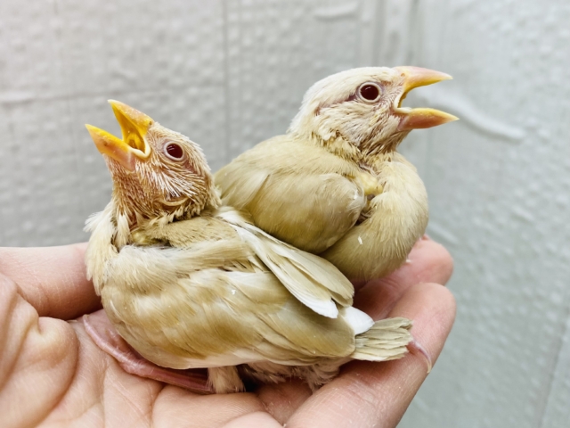 ミルクティーのホットで温まってね🔆セキセイインコのシナモン文鳥❤️