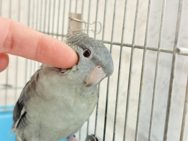 サザナミインコ