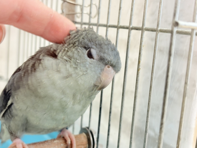 サザナミインコ