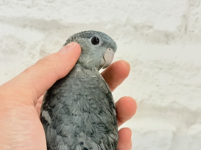 サザナミインコ