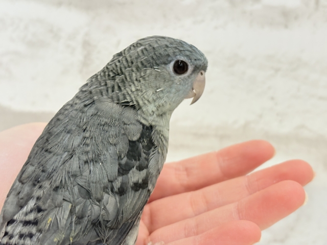 サザナミインコ