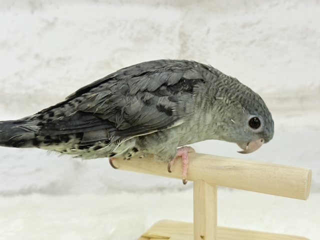 サザナミインコ