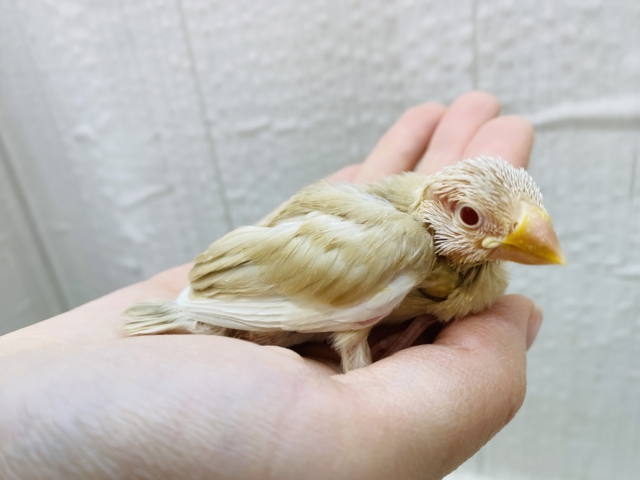 シナモン文鳥