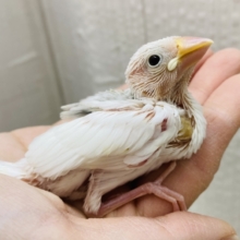 背中にポチッと🩶豆大福ちゃん⚪️白文鳥のヒナがやって来ました🙌