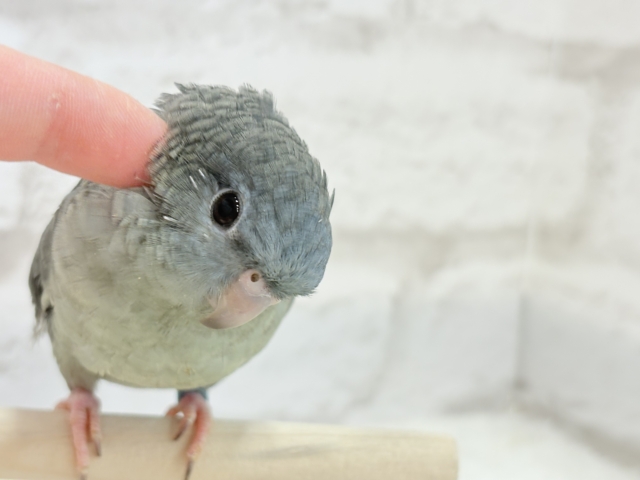 サザナミインコ