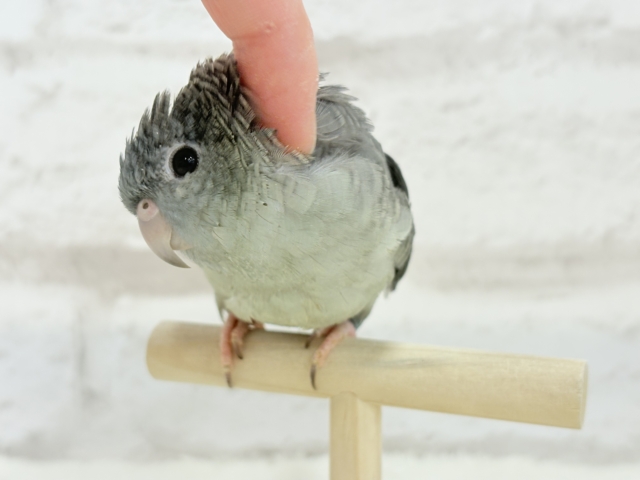 サザナミインコ