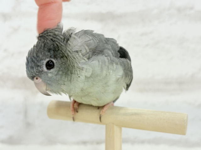 サザナミインコ