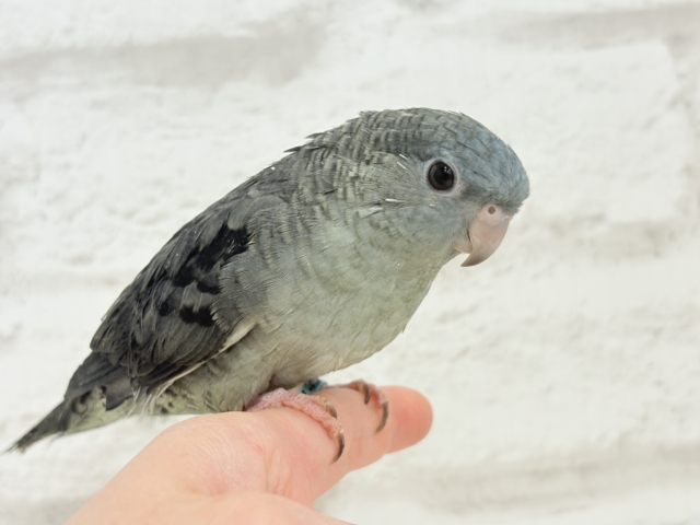 サザナミインコ