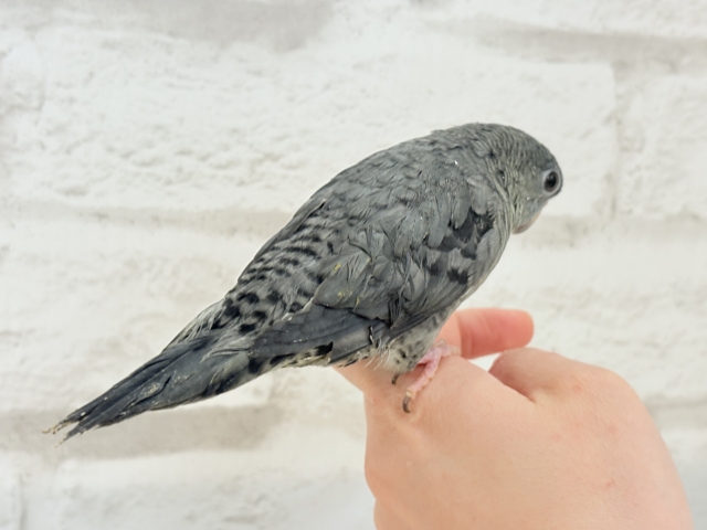 サザナミインコ