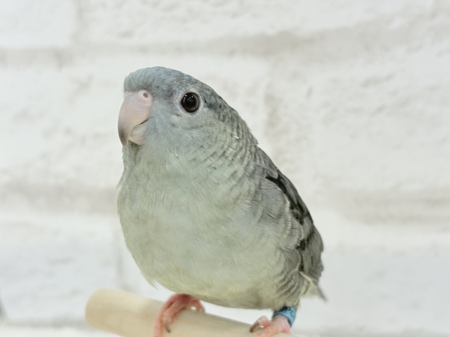 サザナミインコ