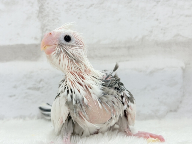 【最新画像更新🪄】オセロカラーの元気っ子怪獣🐣🖤🤍オカメインコ(WFパイド) ヒナ オカメインコ