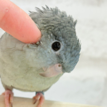 たくさん愛情表現してね🧚‍♀️🫧サザナミインコ(モーブイノ)