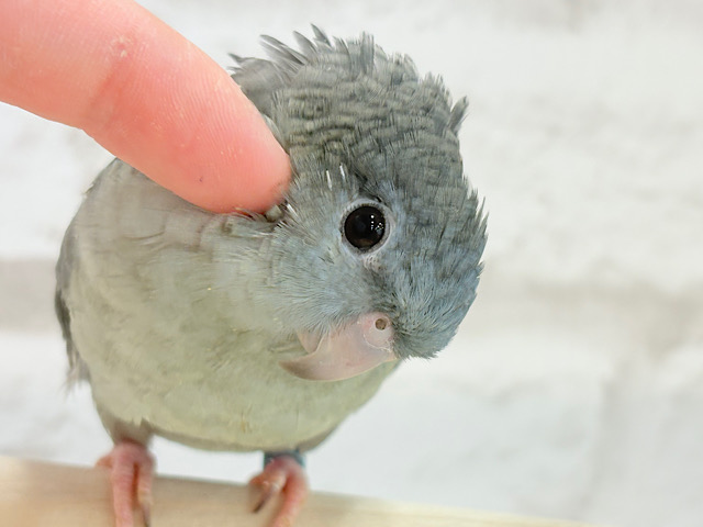 たくさん愛情表現してね🧚‍♀️🫧サザナミインコ(モーブイノ)