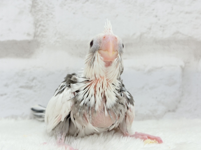 【最新画像更新🪄】オセロカラーの元気っ子怪獣🐣🖤🤍オカメインコ(WFパイド) ヒナ オカメインコ