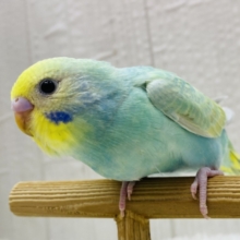 最新画像有ります⭐️お花畑の妖精さん🧚‍♀️🫧人気カラーのパステルカラーレインボー🌟