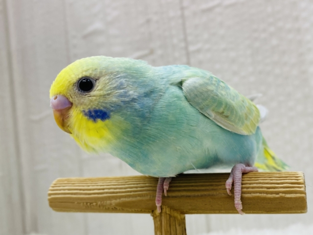 最新画像有ります⭐️お花畑の妖精さん🧚‍♀️🫧人気カラーのパステルカラーレインボー🌟