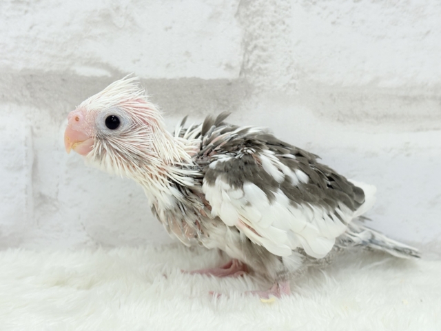 【最新画像更新🪄】オセロカラーの元気っ子怪獣🐣🖤🤍オカメインコ(WFパイド) ヒナ オカメインコ