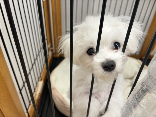 甘えん坊度が大爆発〜♥マルチーズくん! マルチーズ