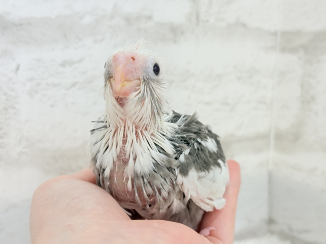 【最新画像更新🪄】オセロカラーの元気っ子怪獣🐣🖤🤍オカメインコ(WFパイド) ヒナ オカメインコ